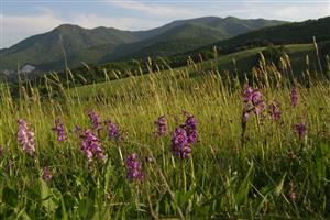 rastie tu veľa Orchis morio